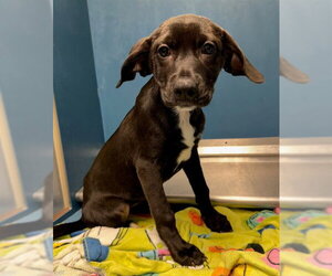 Rhodesian Ridgeback-Unknown Mix Dogs for adoption in Conroe, TX, USA