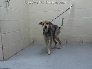 Medium Photo #4 Labrador Retriever-Unknown Mix Puppy For Sale in Conroe, TX, USA