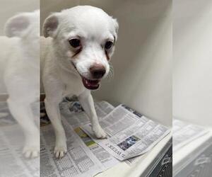 Chihuahua-Unknown Mix Dogs for adoption in Las Vegas, NV, USA