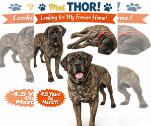 Mutt Dogs for adoption in NEWPORT NH, NH, USA