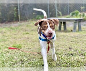 American Pit Bull Terrier Dogs for adoption in Vero Beach, FL, USA