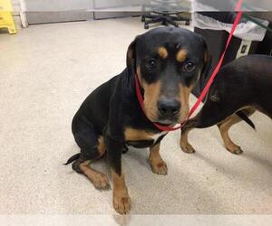 Rottweiler-Unknown Mix Dogs for adoption in Riverside, CA, USA