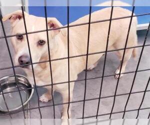 Cardigan Welsh Corgi Dogs for adoption in Tavares, FL, USA
