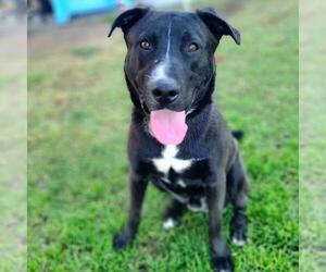 American Staffordshire Terrier-Siberian Husky Mix Dogs for adoption in Long Beach, CA, USA