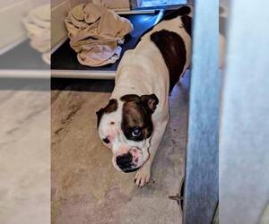 Mutt Dogs for adoption in Jackson, CA, USA