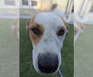 Pointer Dogs for adoption in Downey, CA, USA