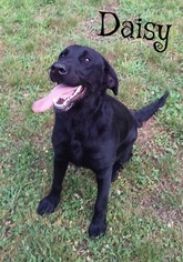 Labrador Retriever Dogs for adoption in Harrisville, WV, USA