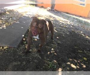 Bull-Boxer Dogs for adoption in Modesto, CA, USA