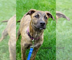 Mutt Dogs for adoption in Parker Ford, PA, USA