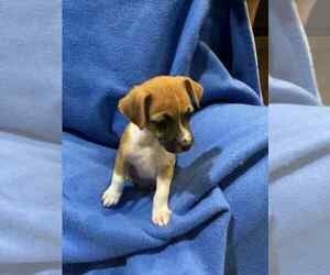 Dachshund-Unknown Mix Dogs for adoption in Brewster, NY, USA