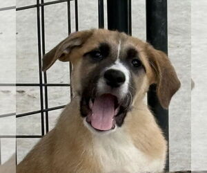 Catahoula Leopard Dog-Unknown Mix Dogs for adoption in Bolivar, MO, USA