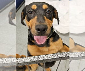 Mutt Dogs for adoption in Royal Palm Beach, FL, USA