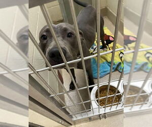 American Pit Bull Terrier Dogs for adoption in Decatur, IL, USA