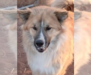 Alaskan Malamute-German Shepherd Dog Mix Dogs for adoption in Fort Morgan, CO, USA