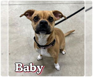 Boxer-Chihuahua Mix Dogs for adoption in Pierceton , IN, USA