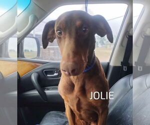 Doberman Pinscher-Unknown Mix Dogs for adoption in Grafton, WI, USA