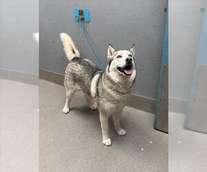 Siberian Husky-Unknown Mix Dogs for adoption in Las Vegas, NV, USA