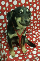 Mutt Dogs for adoption in Weatherford, OK, USA