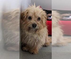 Norwich Terrier-Unknown Mix Dogs for adoption in San Martin, CA, USA