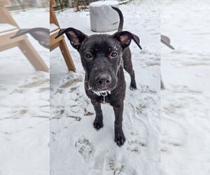 Labrador Retriever-Unknown Mix Dogs for adoption in Mundelein, IL, USA