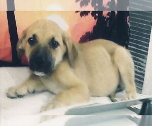 German Shepherd Dog Dogs for adoption in Lakewood, CO, USA