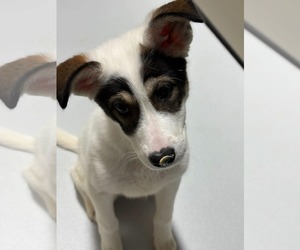 Mutt Dogs for adoption in Woodbury, NY, USA