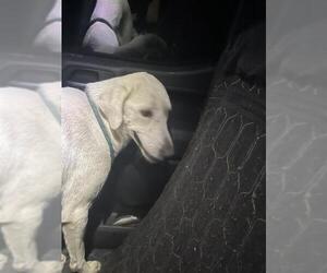 Great Pyrenees Dogs for adoption in Waco, TX, USA