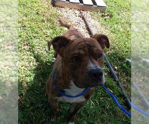 American Staffordshire Terrier Dogs for adoption in Fort Lauderdale, FL, USA