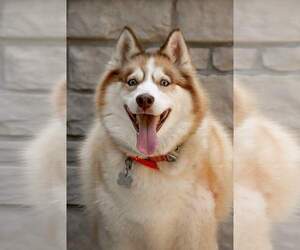 Siberian Husky Dogs for adoption in Holly Springs, NC, USA