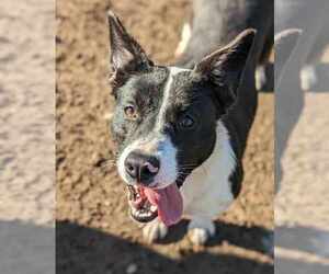 Medium Photo #2 Border Collie-Unknown Mix Puppy For Sale in Anniston, AL, USA