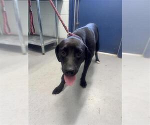 Labrador Retriever-Unknown Mix Dogs for adoption in Corpus Christi, TX, USA