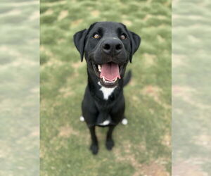 Labrador Retriever-Unknown Mix Dogs for adoption in NEWPORT NH, NH, USA
