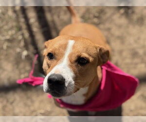 Carolina Dog-Unknown Mix Dogs for adoption in Tulsa, OK, USA