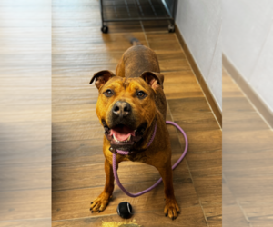 Mutt Dogs for adoption in Hilton Head, SC, USA