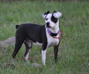 Boston Terrier Dogs for adoption in Sanford, FL, USA