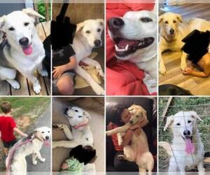 Shepradors Dogs for adoption in Newfoundland, PA, USA