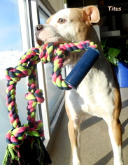 Bulloxer Dogs for adoption in Oskaloosa, IA, USA