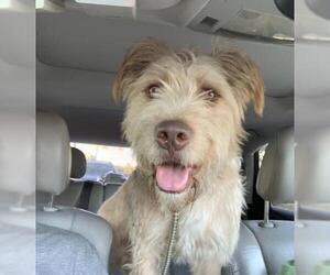 Labradoodle Dogs for adoption in Katy, TX, USA