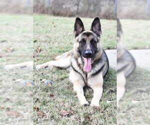 German Shepherd Dog Dogs for adoption in Bardstown, KY, USA