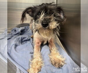 Mutt Dogs for adoption in Washington, DC, USA