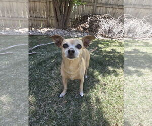 Chihuahua-Unknown Mix Dogs for adoption in Fort Collins, CO, USA