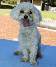 Medium Photo #1 Maltese Puppy For Sale in Santa Fe, TX, USA