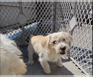 Cairn Terrier-Dachshund Mix Dogs for adoption in Pacifica, CA, USA