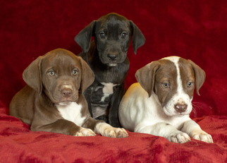 Labmaraner Dogs for adoption in Santa Fe, TX, USA