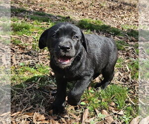 Mutt Dogs for adoption in Thomasville, NC, USA