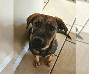 German Shepherd Dog-Unknown Mix Dogs for adoption in San Diego, CA, USA