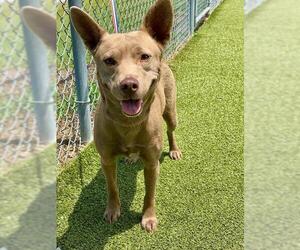 Australian Kelpie-Unknown Mix Dogs for adoption in Fayetteville, NC, USA