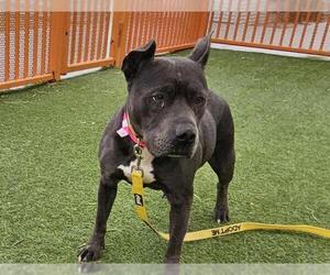American Pit Bull Terrier-Unknown Mix Dogs for adoption in Las Vegas, NV, USA