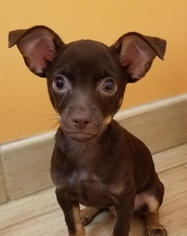 Miniature Pinscher Dogs for adoption in Bradenton, FL, USA