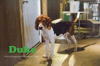 Treeing Walker Coonhound Dogs for adoption in Kendallville, IN, USA